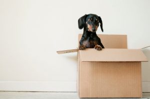 black and brown Dachshund standing in box